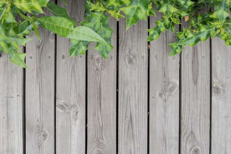 random green leaf of sea holly plant over deckの写真素材