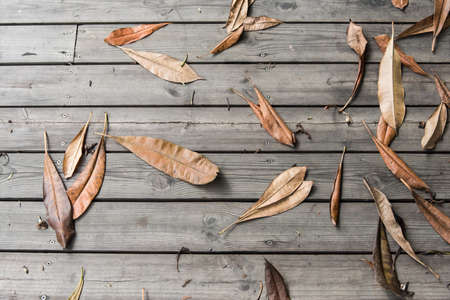 falled dry leaf of suicide tree on wooden deckの写真素材