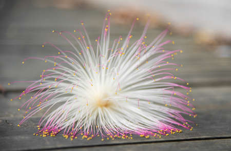 Flowers of Fish poision tree on wooden deck5の写真素材