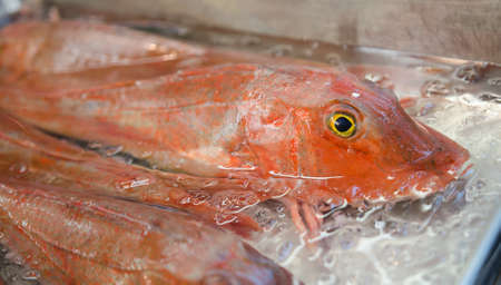 very fresh exotic fish in ice it look like still alive.の写真素材
