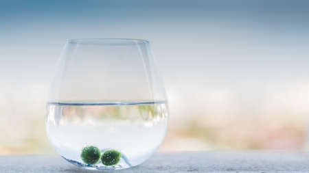 My marimo take photo at my room bangkok ,thailand but i bought them from  mountain ,japanの写真素材