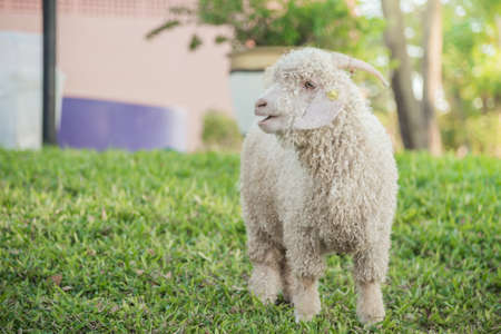 white angora goat on grass hillの写真素材
