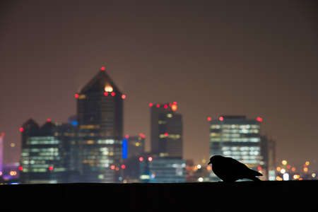 Silhouette Pegion in city scape background at nightの写真素材