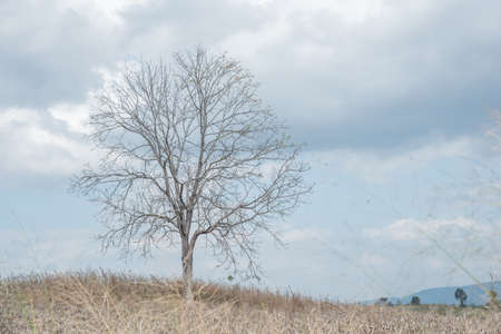 A dry  tree among dry corn field in winter season in Wanh Nam Keaw ,  thailandの写真素材