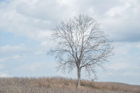 A dry  tree among dry corn field in winter season in Wanh Nam Keaw ,  thailandの写真素材