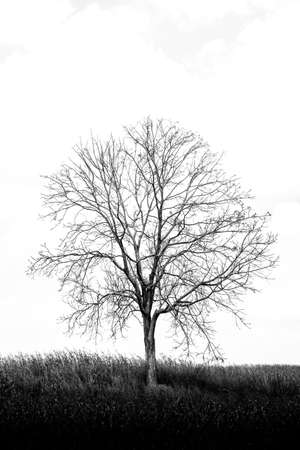A dry  tree among dry corn field in winter season in Wanh Nam Keaw ,  thailandの写真素材