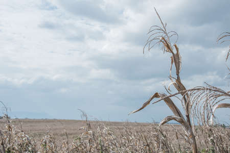 golden brown dry corn field grasslandの写真素材