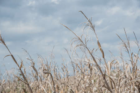 golden brown dry corn field grasslandの写真素材