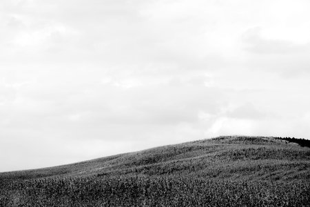 golden brown dry corn field grassland