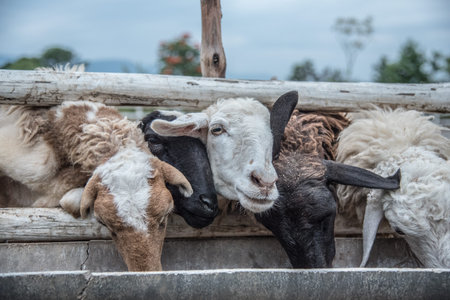 sheep are eating in cage at farmの写真素材