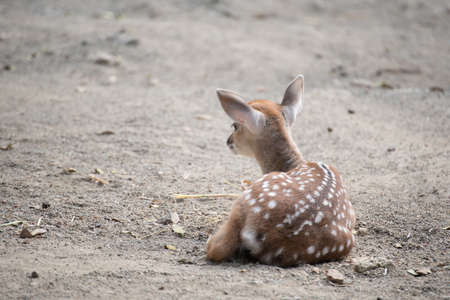 fawn is sitting in cage at zooの写真素材