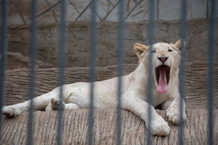 white lion is sitting and yawning in cage at zooの写真素材