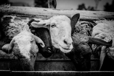 sheep are eating in cage at farmの写真素材