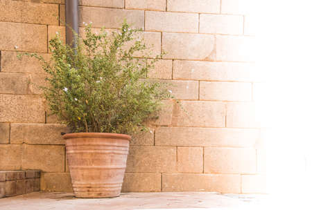plant in pot front of wall brickの写真素材