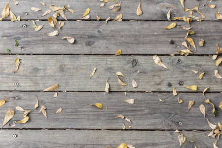 falled dry leaf of suicide tree on wooden deckの写真素材