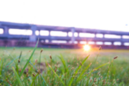 low angle view of fresh grass  with  bokeh lightsの写真素材