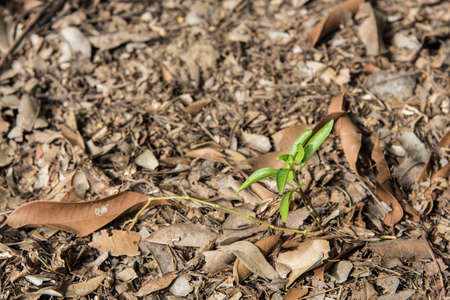 abstract plant birth and growth among falled dry leaf on ground wiht light and shadowの写真素材