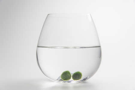 marimo moss ball is japan algae  sphere shape from lake deep water ,care for hobbyの写真素材