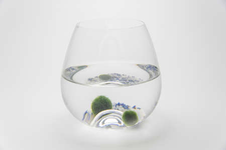 marimo moss ball is japan algae  sphere shape from lake deep water ,care for hobbyの写真素材