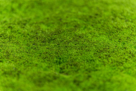 green moss background texture beautiful in natureの写真素材