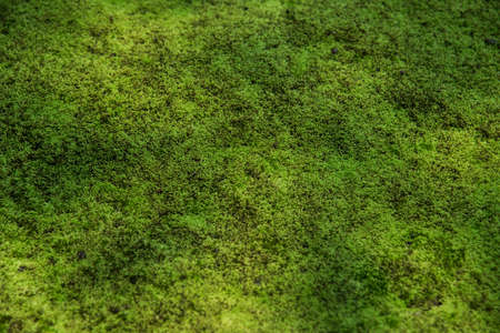 green moss background texture beautiful in natureの写真素材
