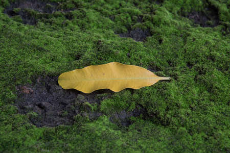 yellow leaf on green moss ground textureの写真素材