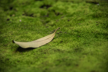 yellow leaf on green moss ground textureの写真素材