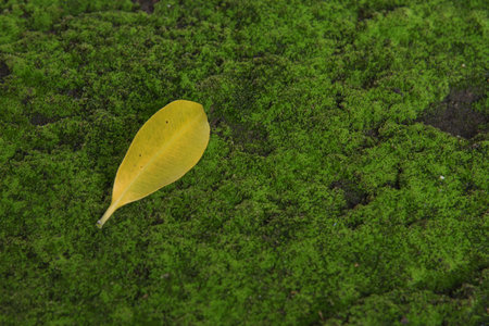 yellow leaf on green moss ground texture
