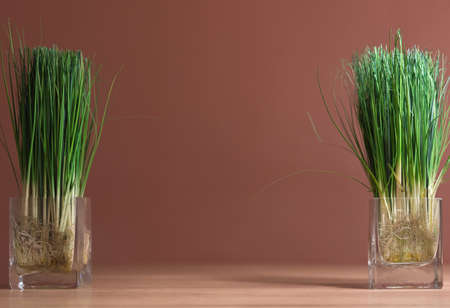 planting green onion in glass  can see roots  on  wooden table with brown backgroundの写真素材
