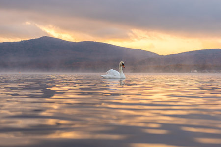 Very beautiful White Couple Swan feeling romantic and love  at Lake Yamanaka with Mt. Fuji...