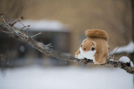 cute fatty ezo momonga hokkaido siberian flying  squirrel doll on tree in  winter season with snow fallの写真素材