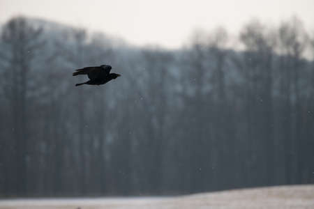 beautiful flying crow in winter season with snow fallの写真素材