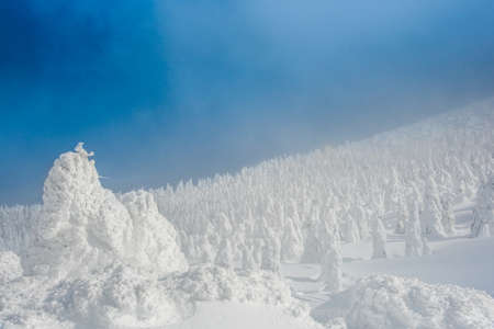 very beautiful snow monster at zao mountain , yamagata japanの写真素材