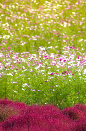 Background of beautiful Cosmos and Kochiaの写真素材
