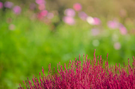 Background of beautiful Cosmos and Kochia at Hitachi Seaside Park with clear blue sky very good dayの写真素材