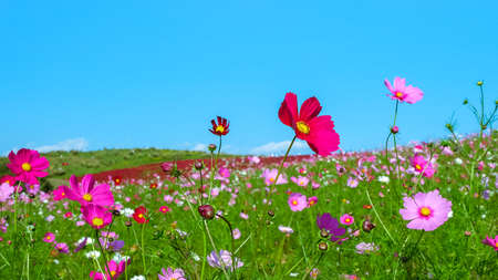 Background of beautiful Cosmos and Kochiaの写真素材