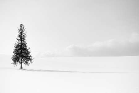 abstract black and white tree in winter season , minimal styleの写真素材