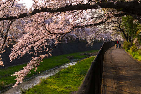 Tokyo, Japan - March 30, 2018 : people walking and enjoy at tachikawa for sight seeing sakura cherry blossom festival in full bloom of spring season and beautiful landscapeのeditorial素材