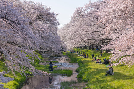 Tokyo, Japan - March 30, 2018 : people picnic and enjoy at tachikawa for sight seeing sakura cherry blossom festival in full bloom of spring season and beautiful landscapeのeditorial素材