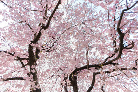 very beautiful nature of  japan sakura cherry blossom  in spring seasonの写真素材