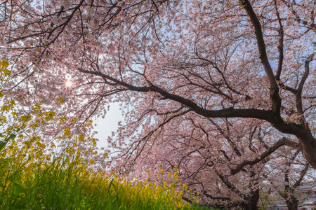 very beautiful nature of  japan sakura cherry blossom  in spring season