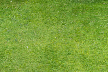 natural green grass and little flower texture useful for backgroundの写真素材
