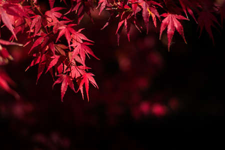 red leaves in sunny day autumn background,from japanの写真素材