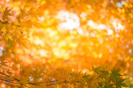 red leaves in sunny day autumn background,from japanの写真素材