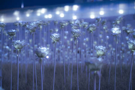 Seoul, Korea - Dec 7, 2018 :  LED rose garden at Dongdaemun Design Plaza in winter season this time is very cold and nearly snow and Christmas festivalのeditorial素材