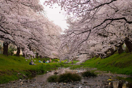 Tokyo, Japan - March 29, 2018 : people enjoy picnic for sight seeing full bloom sakura cherry blossom beautiful landscape in tokyo japanのeditorial素材