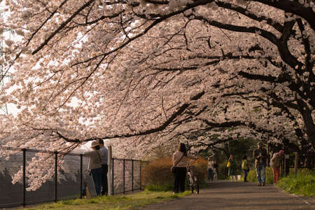 Tokyo, Japan - March 29, 2018 : people enjoy for sight seeing full bloom sakura cherry blossom beautiful landscape in tokyo japanのeditorial素材