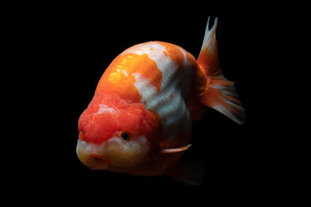 Gold Fish , pet in culture asian  japan and china ,for lucky in traditionalの写真素材