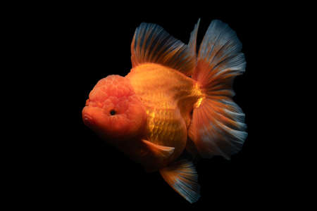 Gold Fish , pet in culture asian  japan and china ,for lucky in traditionalの写真素材
