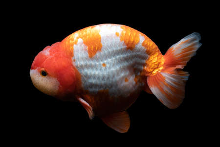 Gold Fish , pet in culture asian  japan and china ,for lucky in traditionalの写真素材